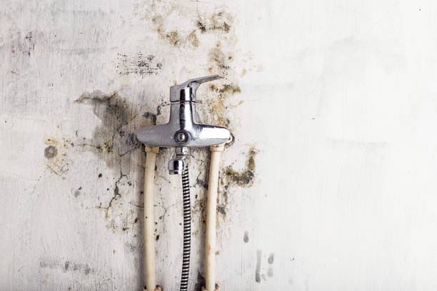Best Best Mold Removal Companies  in Yuba City, CA