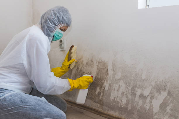 Certified Mold Removal in Yuba City, CA