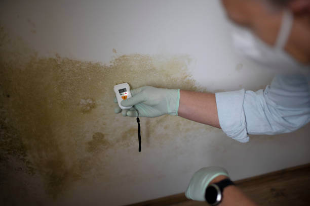 Best Commercial Mold Removal  in Yuba City, CA