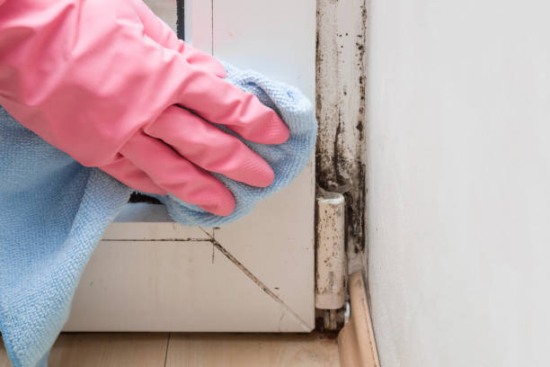 Best Attic Mold Removal  in Yuba City, CA